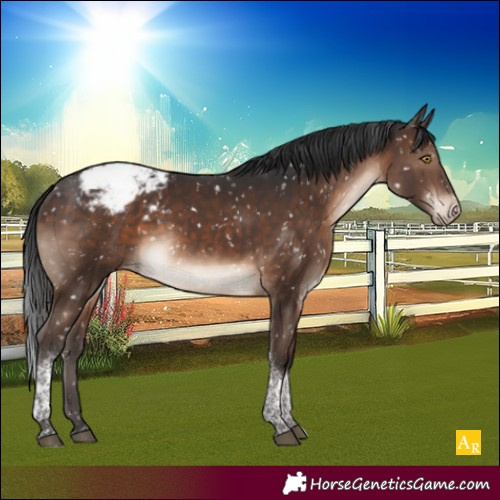 Horse Color:Brown Tobiano Appaloosa