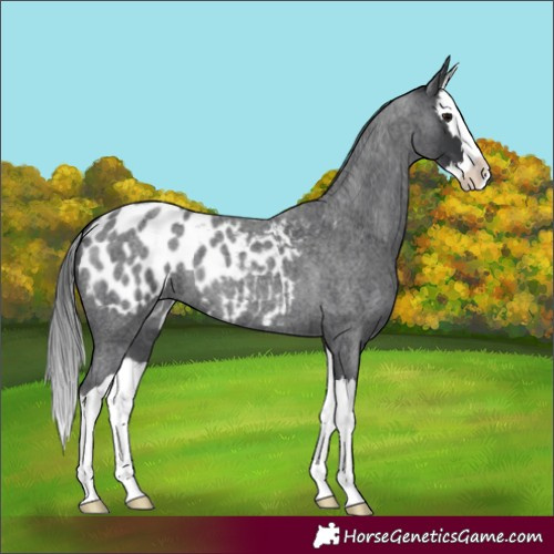 Horse Color:Blue Roan Splash Blanket