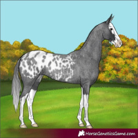 Horse Color:Blue Roan Splash Blanket