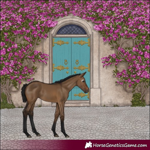 Horse Color:Gray Brown Dun 