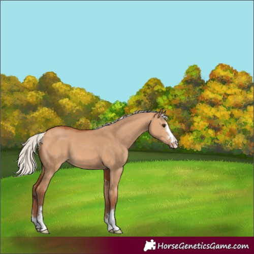 Horse Color:Silver Bay Dun 