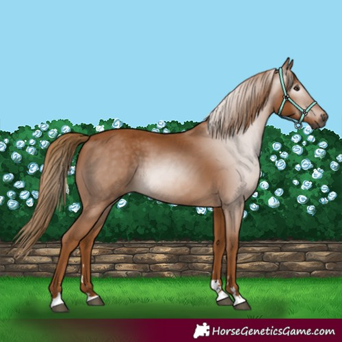 Horse Color:Gray Chestnut