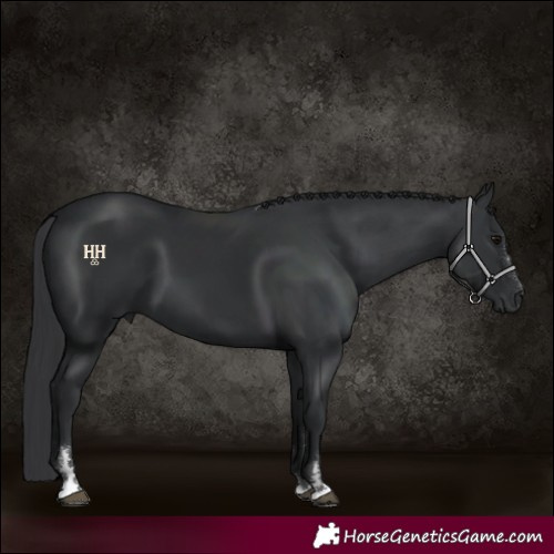 Horse Color:Black 