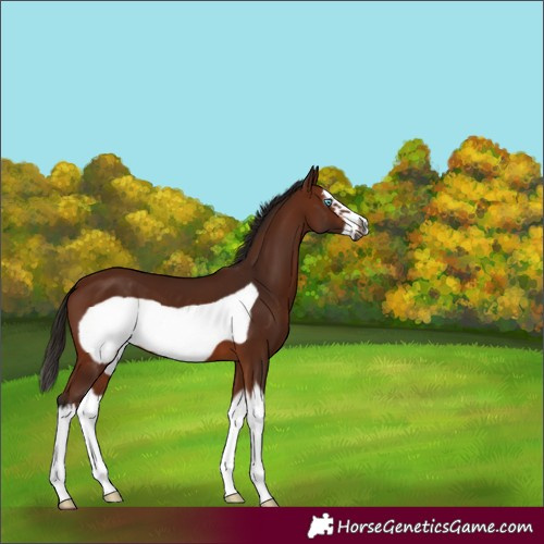 Horse Color:Gray Bay Splash Frame 