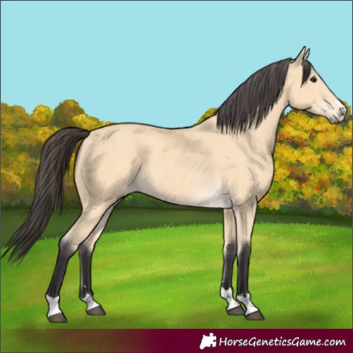 Horse Color:Buckskin