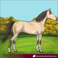 Horse Color:Buckskin