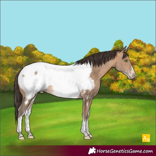 Horse Color:White Spotted Sable Champagne Splash Tobiano Appaloosa 