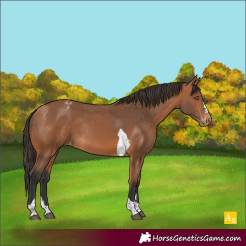 Horse Color:Bay Tobiano Varnish Rabicano