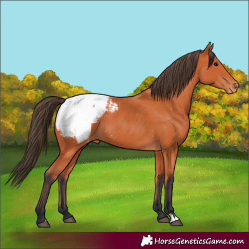 Horse Color:Bay Appaloosa 