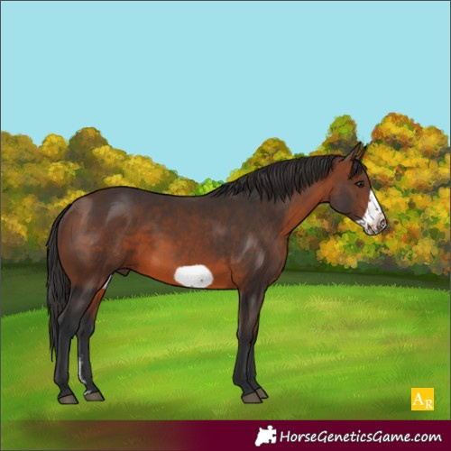 Horse Color:Brown Sabino Frame 