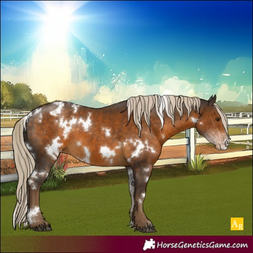 Horse Color:White Spotted Chocolate Palomino Sabino Appaloosa