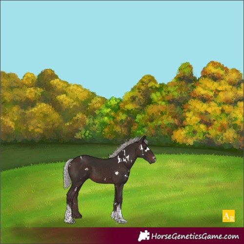 Horse Color:White Spotted Silver Brown Tobiano 