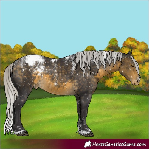 Horse Color:Powder White Silver Buckskin Appaloosa 