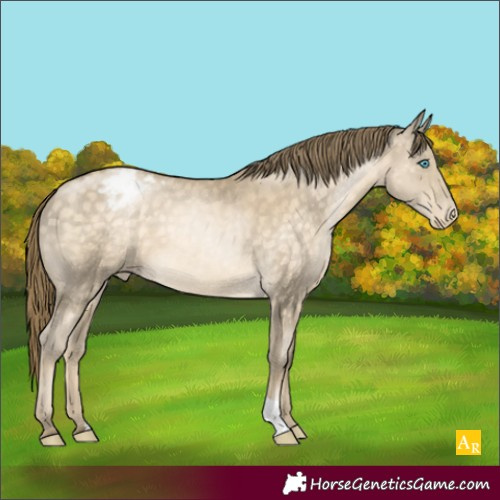 Horse Color:Buckskin Appaloosa
