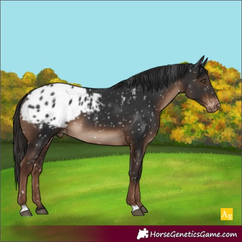 Horse Color:Liver Chestnut Appaloosa