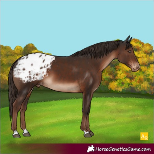 Horse Color:Liver Chestnut Appaloosa 