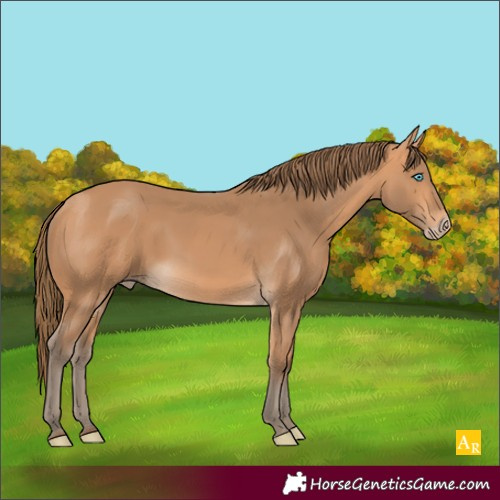 Horse Color:Gray Perlino Rabicano
