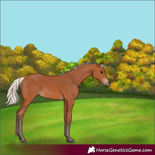 Horse Color:Silver Bay