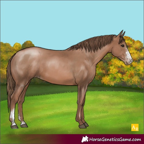 Horse Color:Black Pearl Sabino Rabicano
