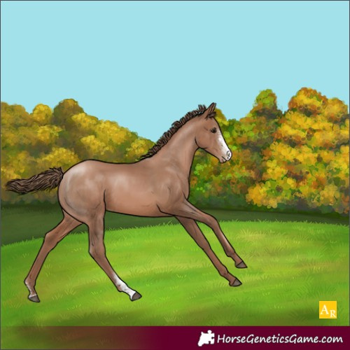 Horse Color:Black Pearl Sabino Rabicano 