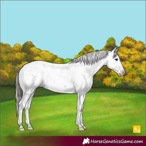Horse Color:Smoky Grullo Sabino Appaloosa