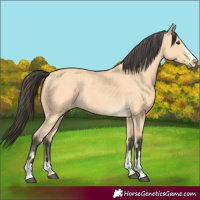 Horse Color:Buckskin