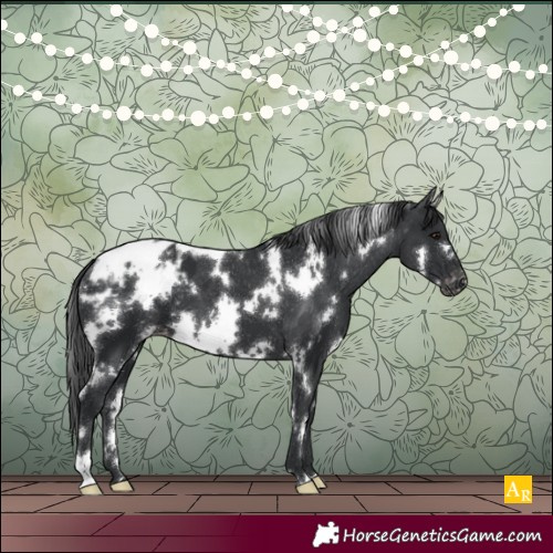 Horse Color:White Spotted Black Blanket