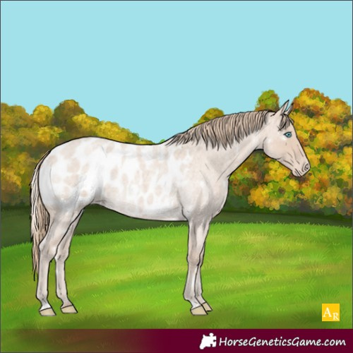 Horse Color:White Spotted Smoky Creme Roan Appaloosa 