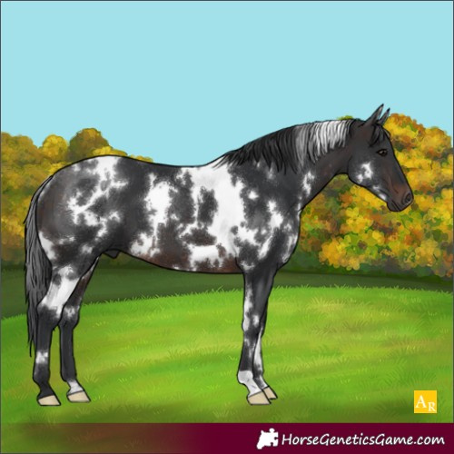 Horse Color:White Spotted Brown