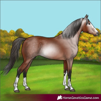 Horse Color:Gray Bay