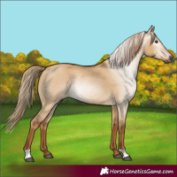 Horse Color:Gray Red Dun 