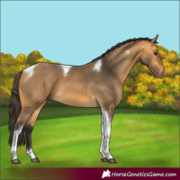 Horse Color:Buckskin Tobiano 