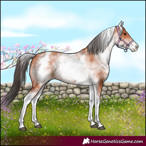Horse Color:White Spotted Bay