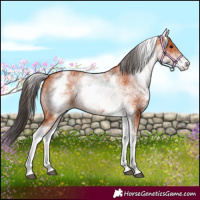 Horse Color:White Spotted Bay