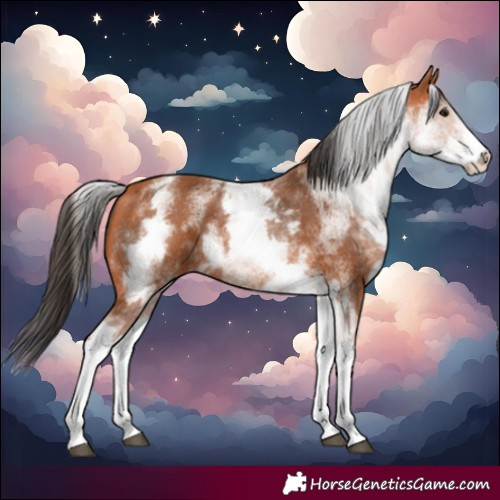 Horse Color:White Spotted Bay 