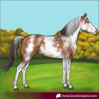 Horse Color:White Spotted Bay