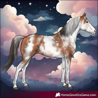 Horse Color:White Spotted Bay