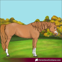 Horse Color:Chestnut 