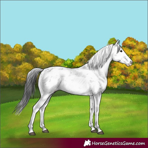 Horse Color:Black Sabino 