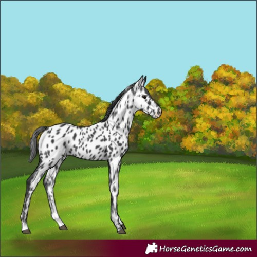 Horse Color:Black Sabino Appaloosa Rabicano 