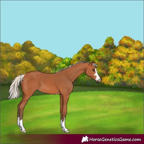 Horse Color:Silver Bay