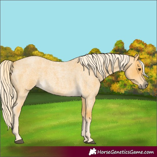 Horse Color:Palomino Roan
