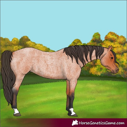 Horse Color:Bay Roan 