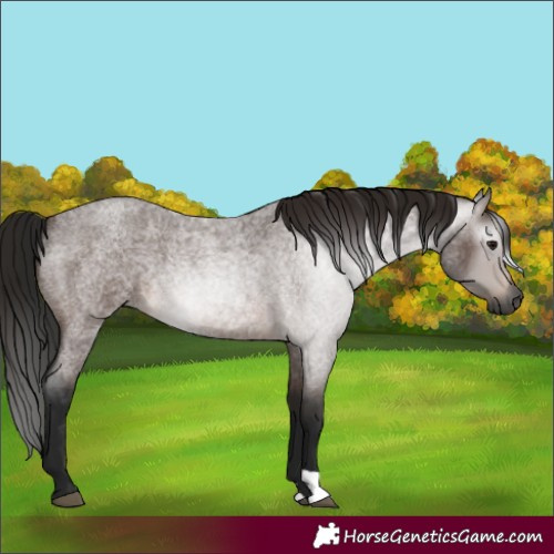 Horse Color:Gray Bay Roan