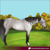 Horse Color:Gray Bay Roan