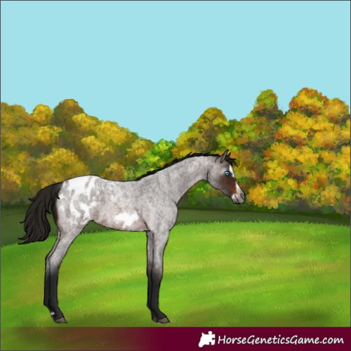 Horse Color:Gray Bay Roan Splash Frame Appaloosa