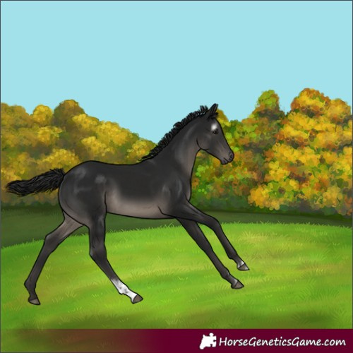 Horse Color:Gray Black Sabino 
