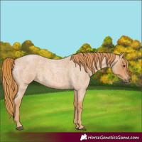 Horse Color:Red Roan 
