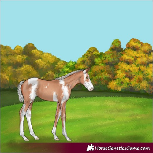 Horse Color:Silver Amber Champagne Sabino 