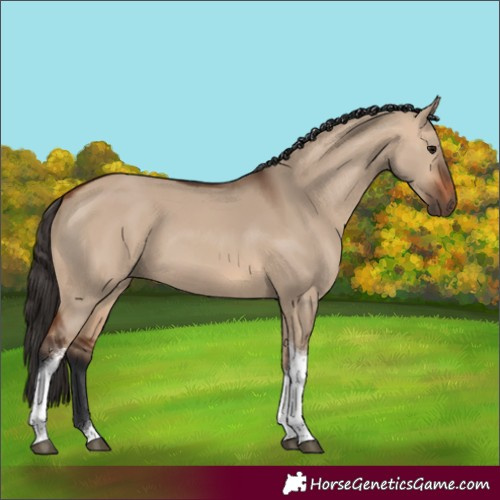 Horse Color:Bay Dun Tobiano 